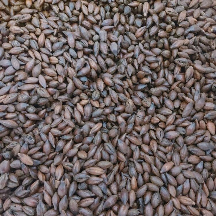 Viking Roasted Barley (Cevada Torrada) 100g